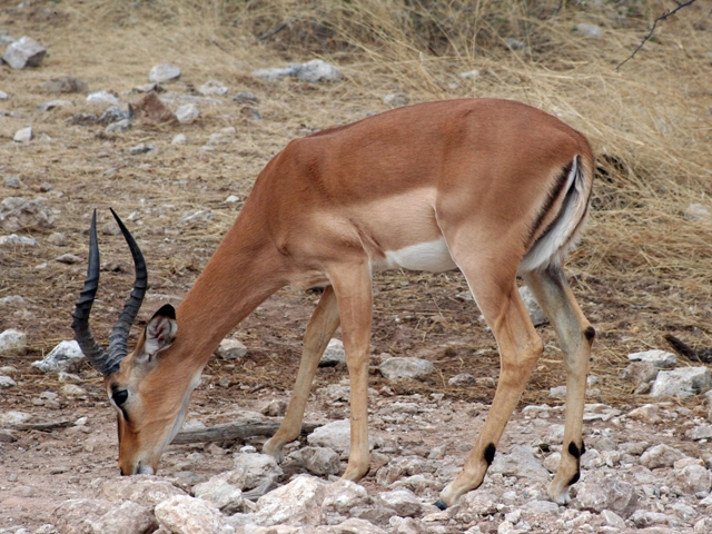 etosha (3)