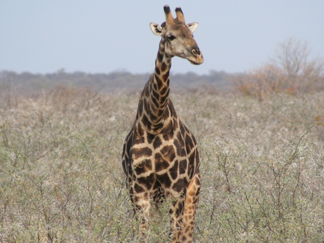 etosha (52)