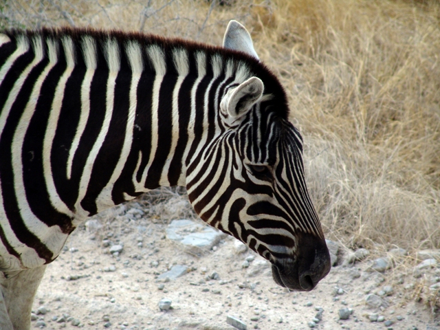 etosha (57)