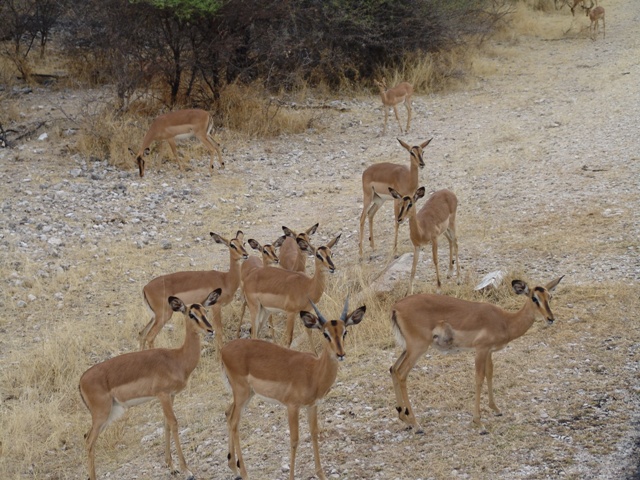 etosha (8)