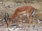 etosha (3)