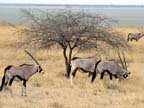 etosha (43)