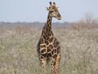 etosha (52)