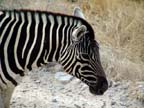 etosha (57)