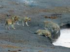 etosha (77)