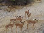 etosha (8)