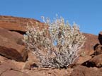 twyfelfontein (1)