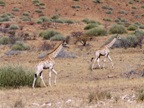 twyfelfontein (47)