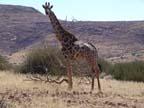 twyfelfontein (65)