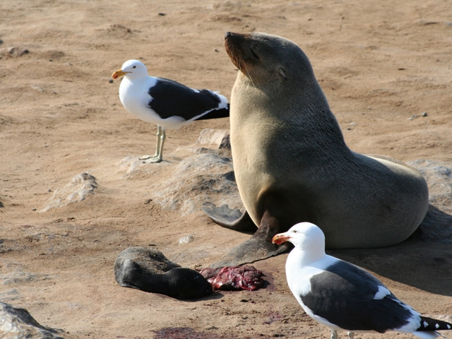 cape cross (14)