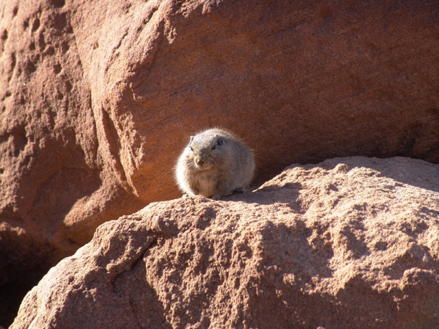twyfelfontein (5)