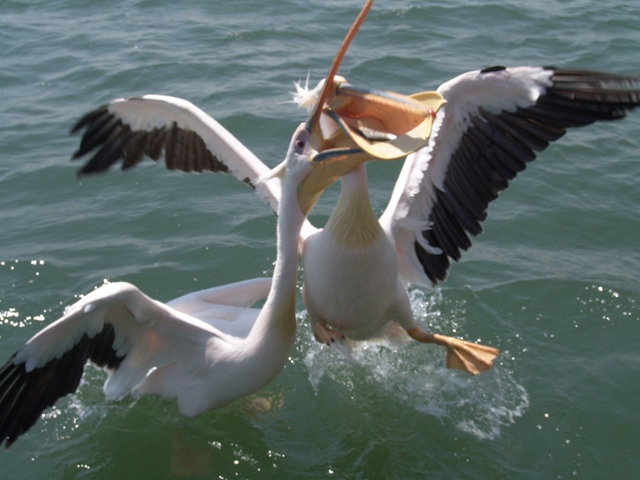 walvis bay (71)