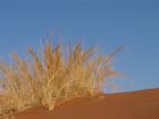 sossusvlei park (34)