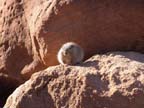 twyfelfontein (5)