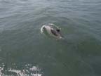 walvis bay (48)