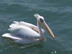 walvis bay (64)