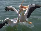 walvis bay (71)