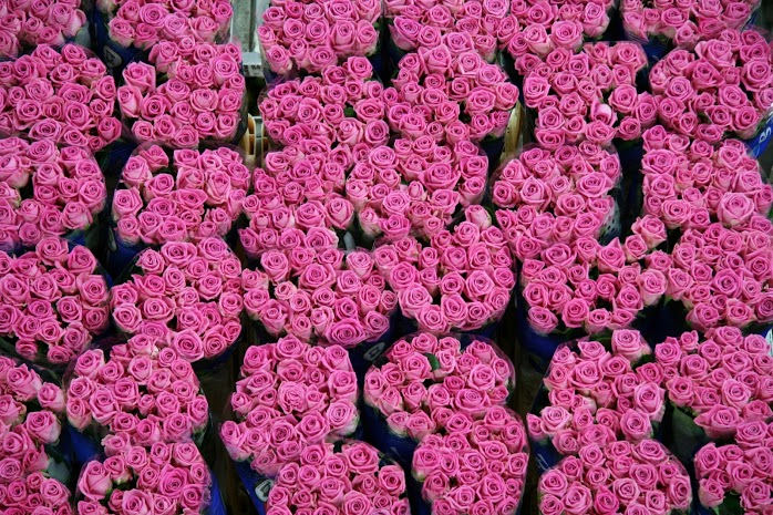olanda-2013 (33)