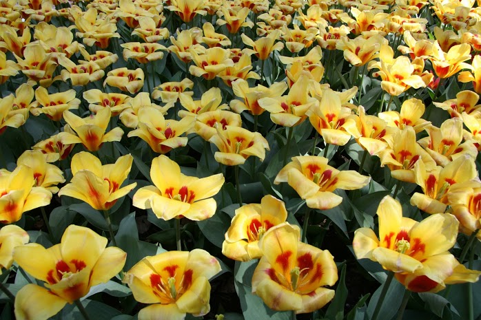 olanda-2013 (37)