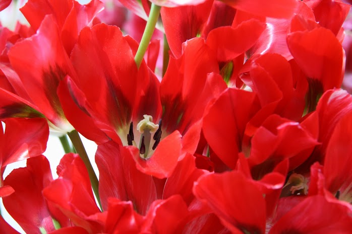 olanda-2013 (38)