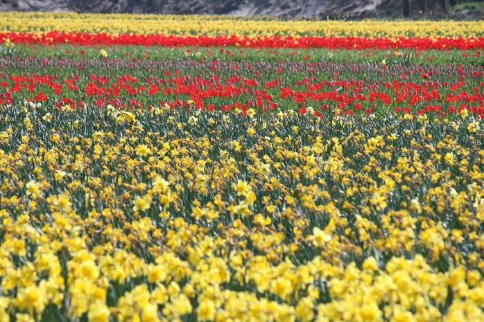 olanda-2013 (39)