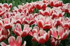 olanda-2013 (29)