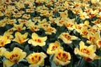 olanda-2013 (37)