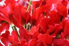 olanda-2013 (38)