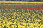 olanda-2013 (39)