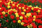 olanda-2013 (40)