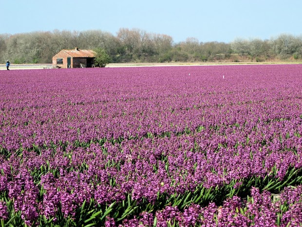 olanda-2013 (46)