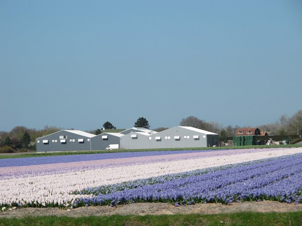 olanda-2013 (48)