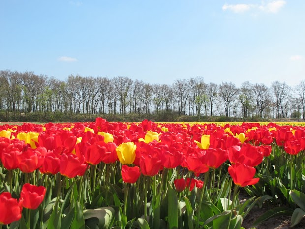 olanda-2013 (57)