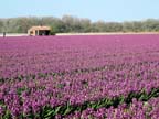 olanda-2013 (46)