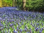 olanda-2013 (49)