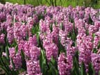 olanda-2013 (51)