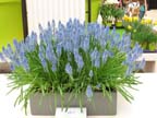 olanda-2013 (53)