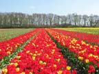 olanda-2013 (56)