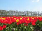 olanda-2013 (57)