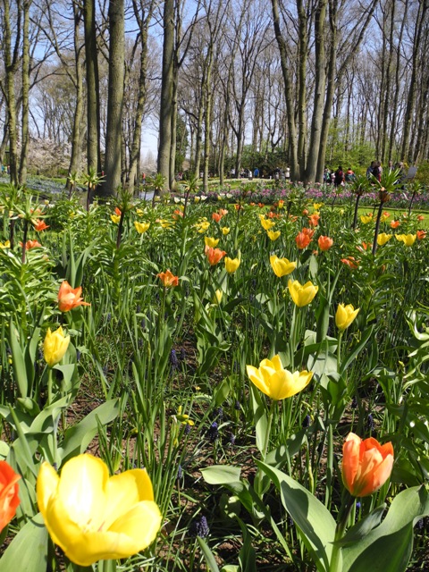 olanda-2013 (379)