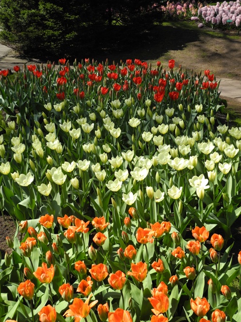 olanda-2013 (384)