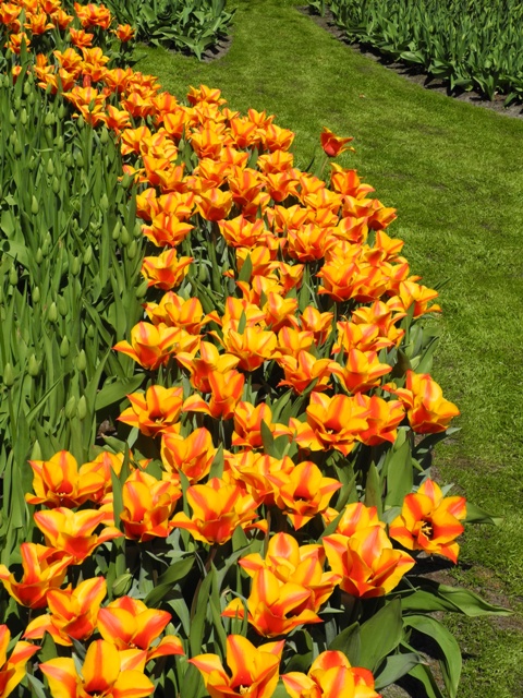 olanda-2013 (65)