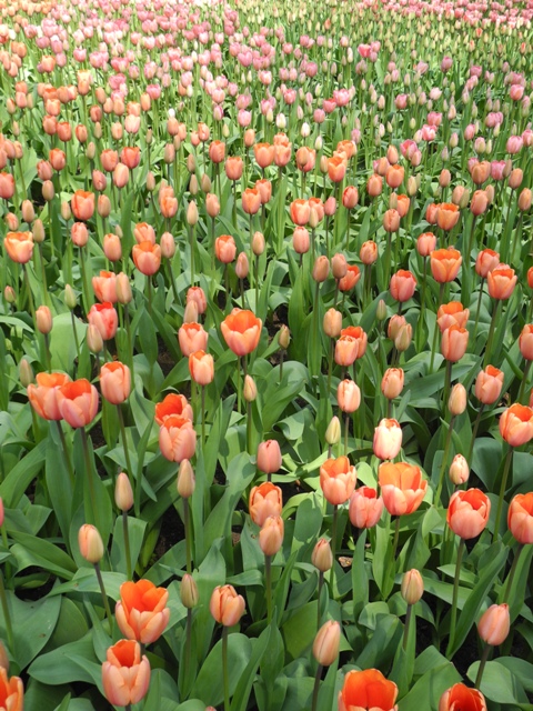 olanda-2013 (71)