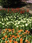 olanda-2013 (384)