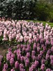 olanda-2013 (385)