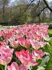 olanda-2013 (396)