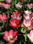 olanda-2013 (397)