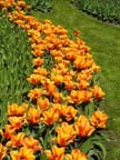 olanda-2013 (65)