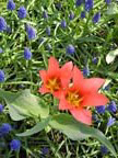 olanda-2013 (69)