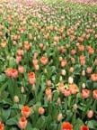 olanda-2013 (71)